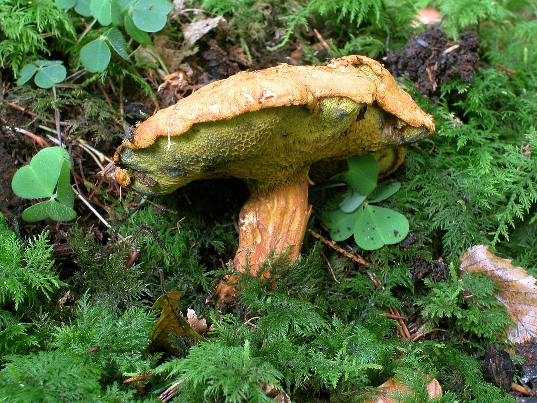 Buchwaldoboletus lignicola (Nadelholzröhrling)