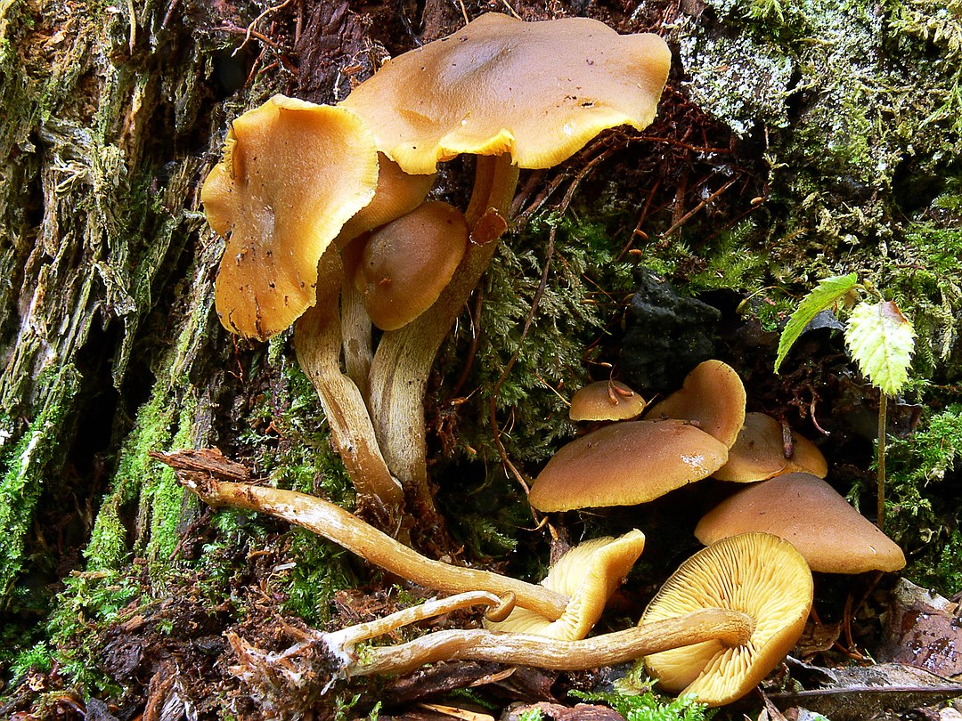 Callistosporium luteoolivaceum (Gelbblättriger Scheinrübling, Goldrübling)