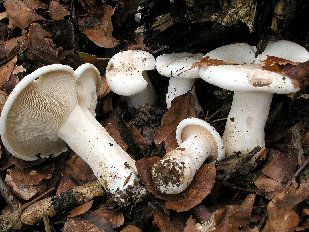 Clitocybe maxima (Riesentrichterling)