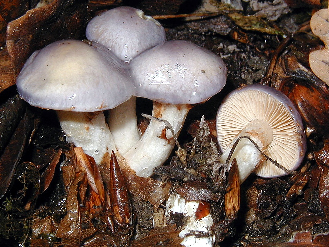 Cortinarius croceocaeruleus (Safranblauer Schleimfuss)