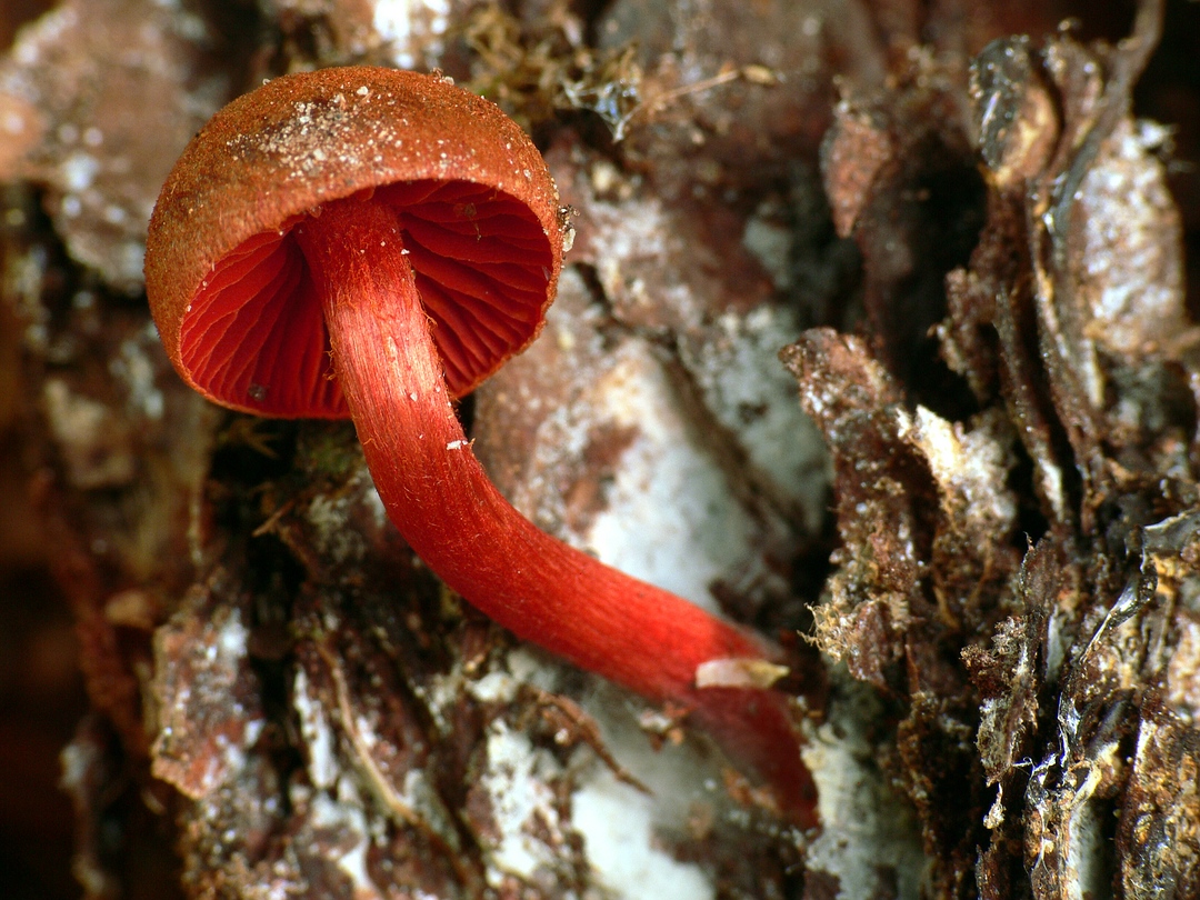 Cortinarius sanguineus (Blutroter Hautkopf)