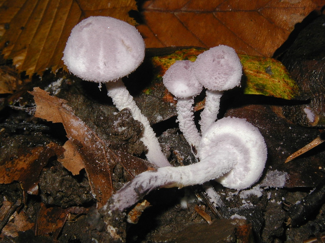 Cystolepiota bucknallii (Violettlicher Mehlschirmling)