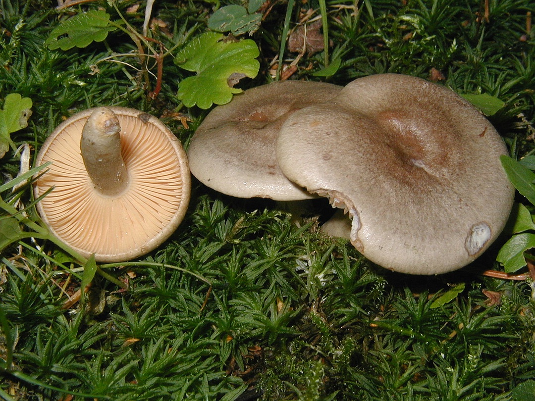 Lactarius pyrogallus (Scharfer Haselmilchling, Beissender Milchling)