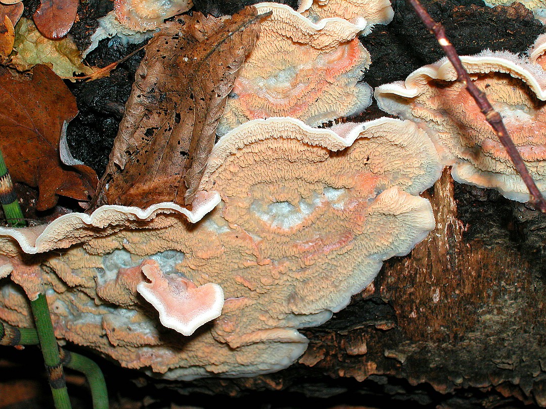 Merulius tremellosus (Gallertfleischiger Fältling)
