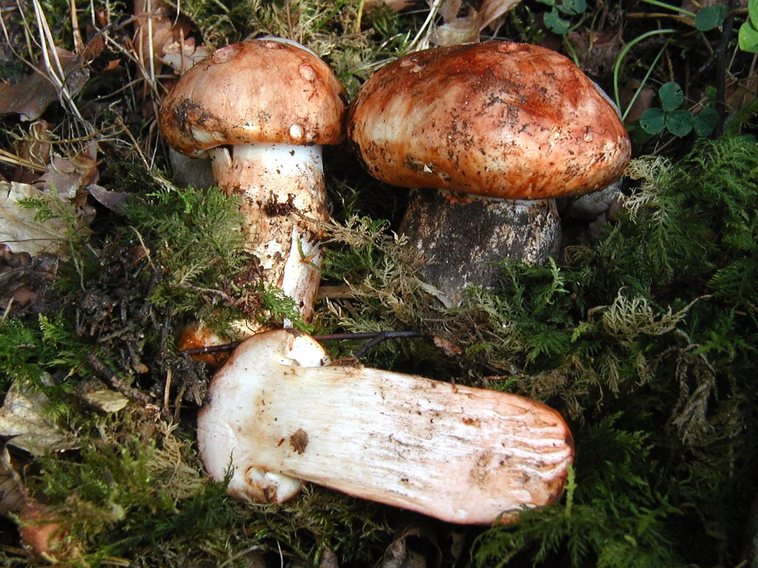 Tricholoma colossus (Riesen-Ritterling)